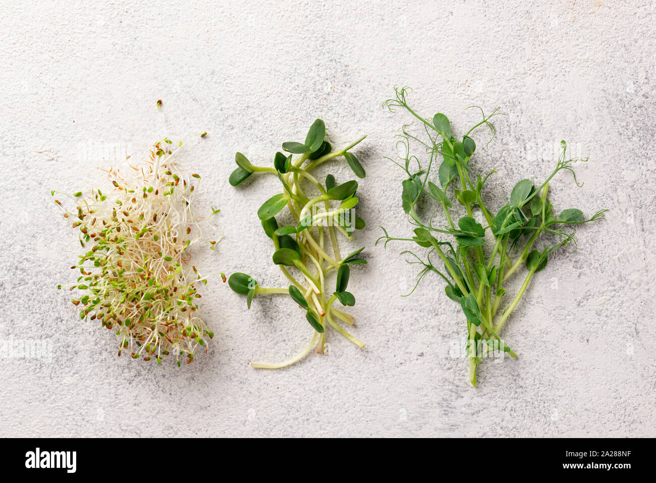 Fresh variety micro greens sprouts Stock Photo