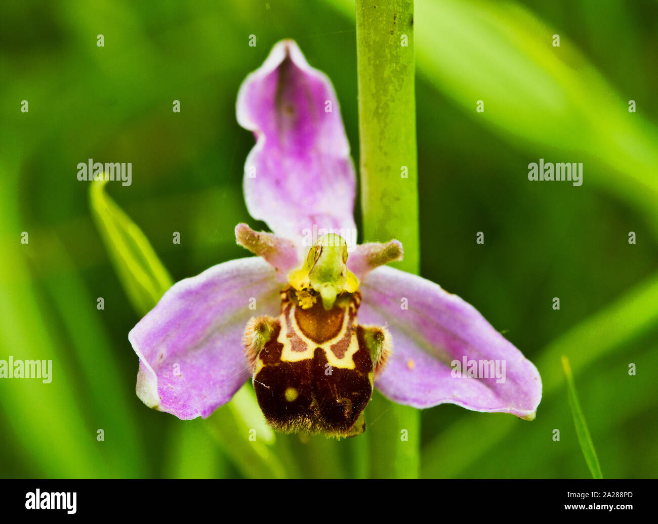 The delicate blooms of the Bee Orchid are mimicing the shape of a Bumble Bee so attract the attention of males to help with pollination. They are loca Stock Photo