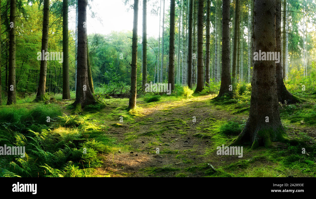 Beautiful forest on a morning in summer with bright sunlight shining through the trees Stock Photo