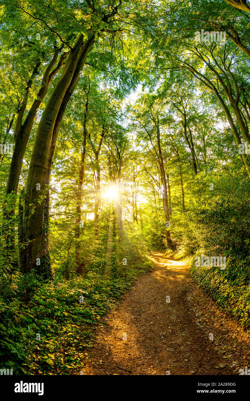 Path through the forest lit by golden sun rays Stock Photo - Alamy