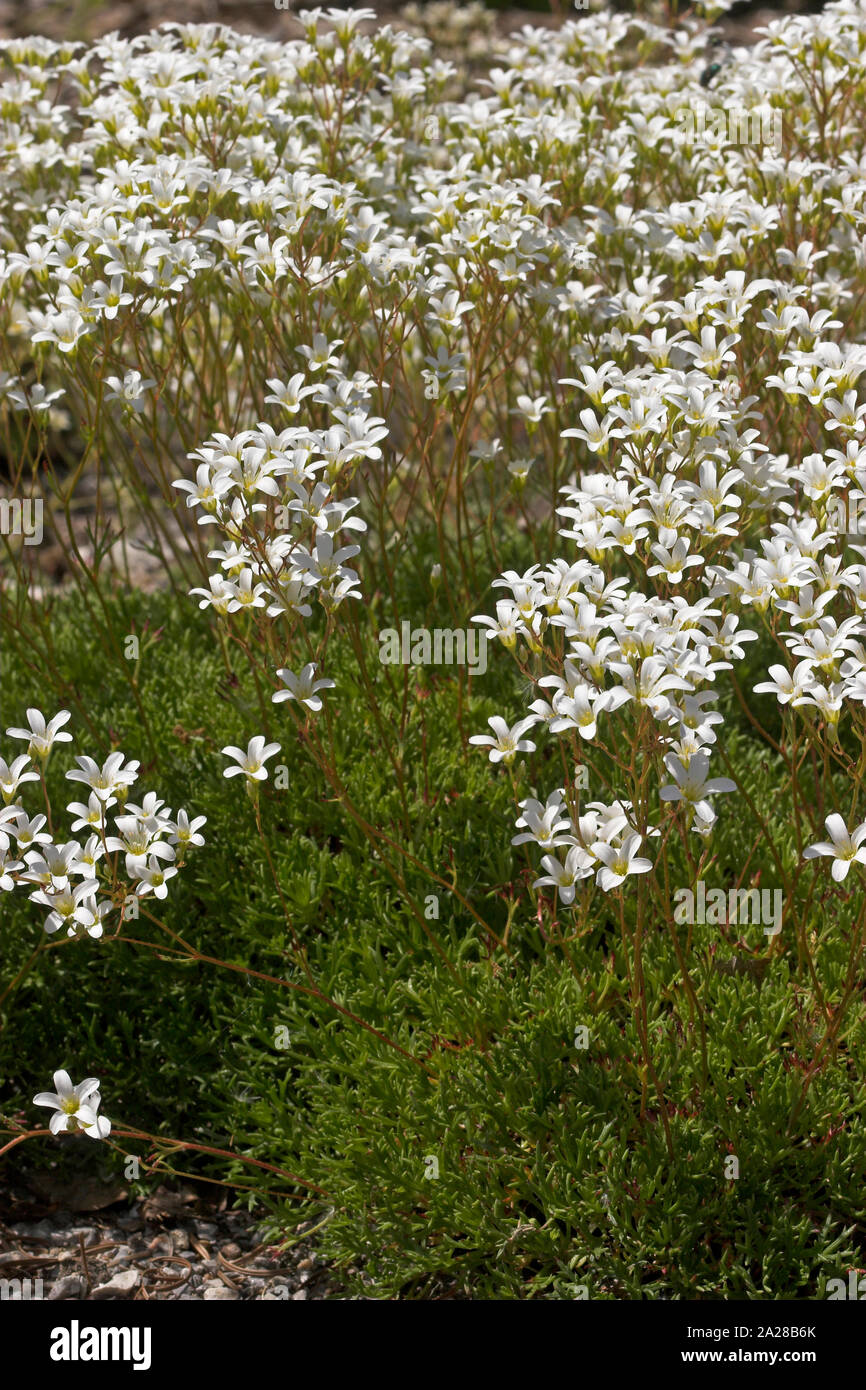 Moos Steinbrech Moos Steinbrech Saxifraga Trifurcata Heimat Nord Spanien Stock Photo Alamy