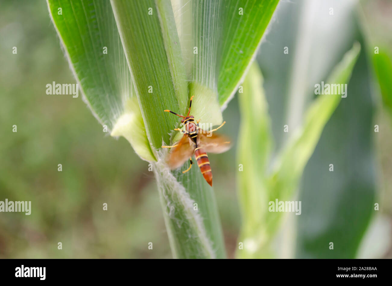 Wasp Landing On Corn Leaf Stock Photo