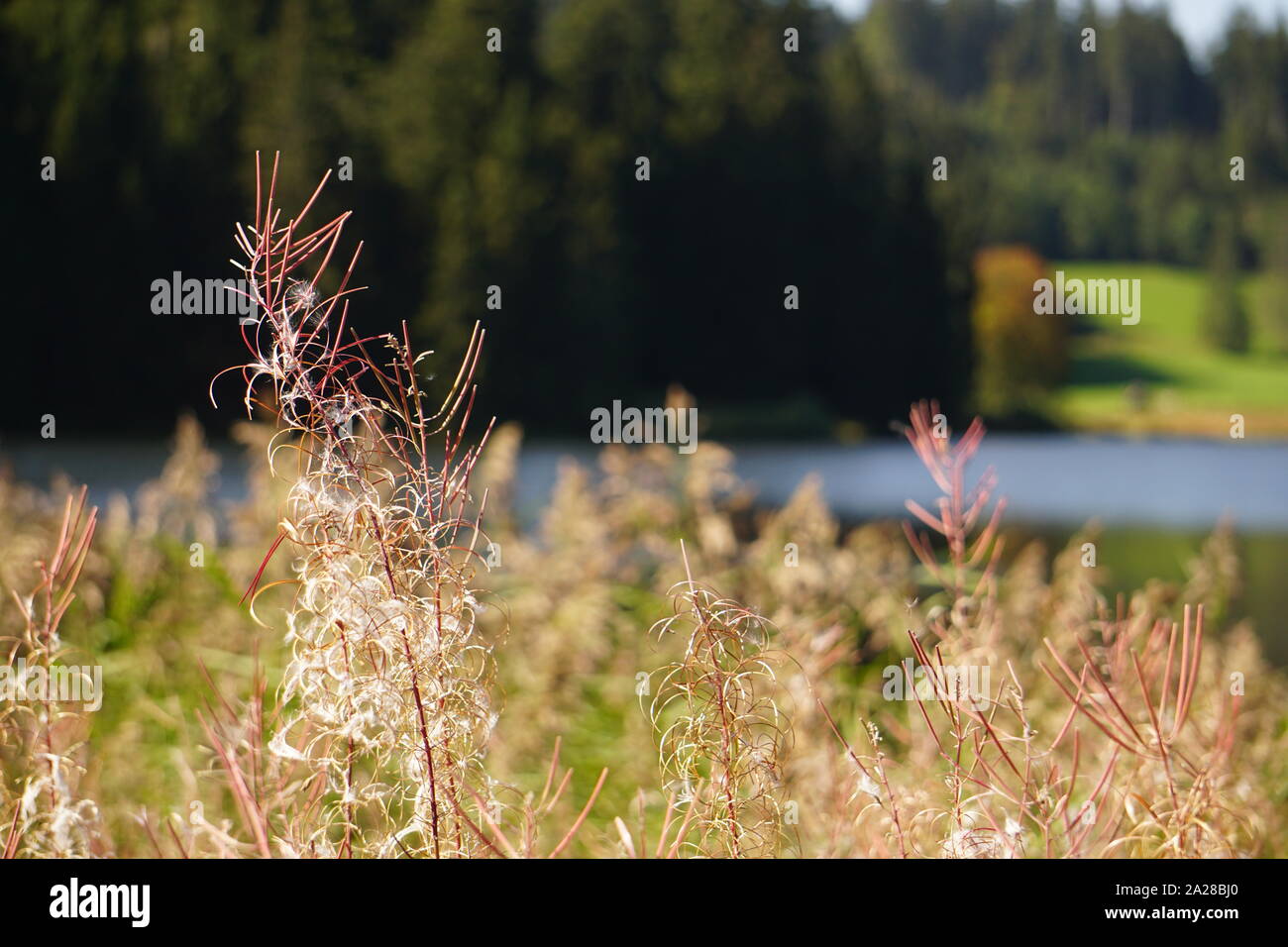 Ufer Eschacher Weiher Allgäu Natur Landschaft - Blick auf die Gräser im Frühling Stock Photo