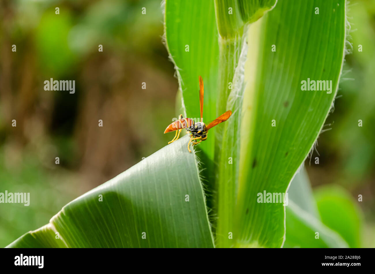 Wasp On Edge Of Corn Leaf Stock Photo