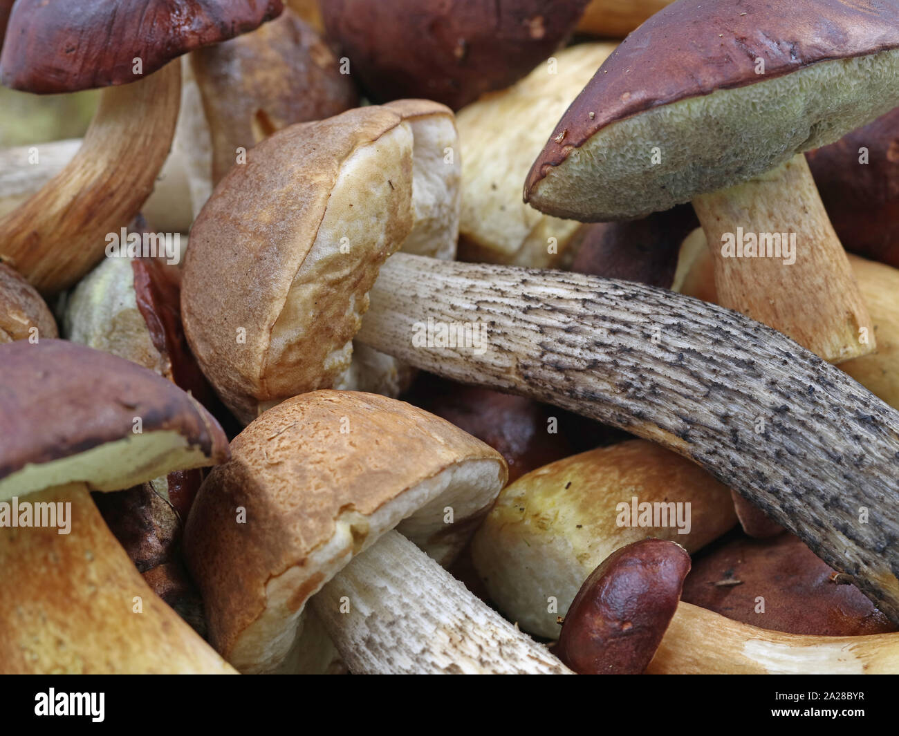 close up of fresh collected mushrooms from the bavarian forest, gathering wild mushrooms background Stock Photo