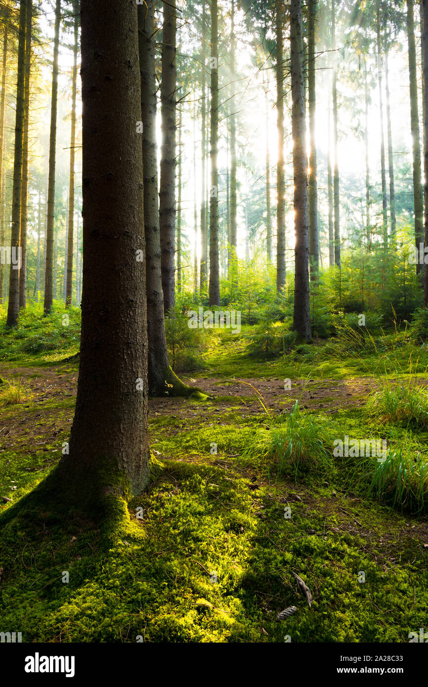 Light shining in the trees hi-res stock photography and images - Alamy