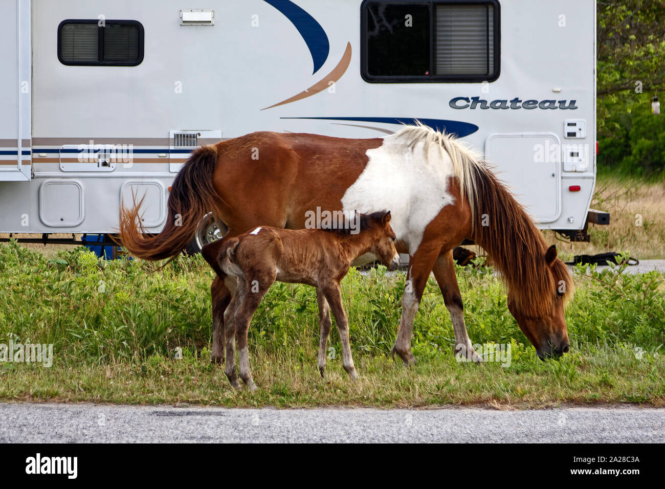 wild horses; mother; newborn foal; campground; RV, motorhome; wildlife