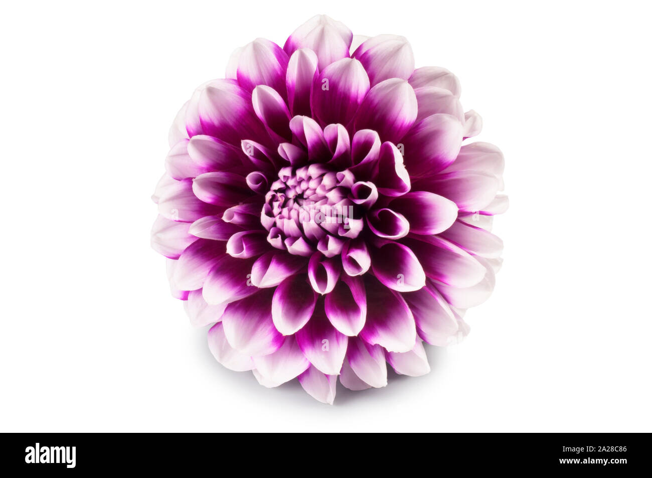 Studio shot of dahlia flower cut out against a white background - John Gollop Stock Photo