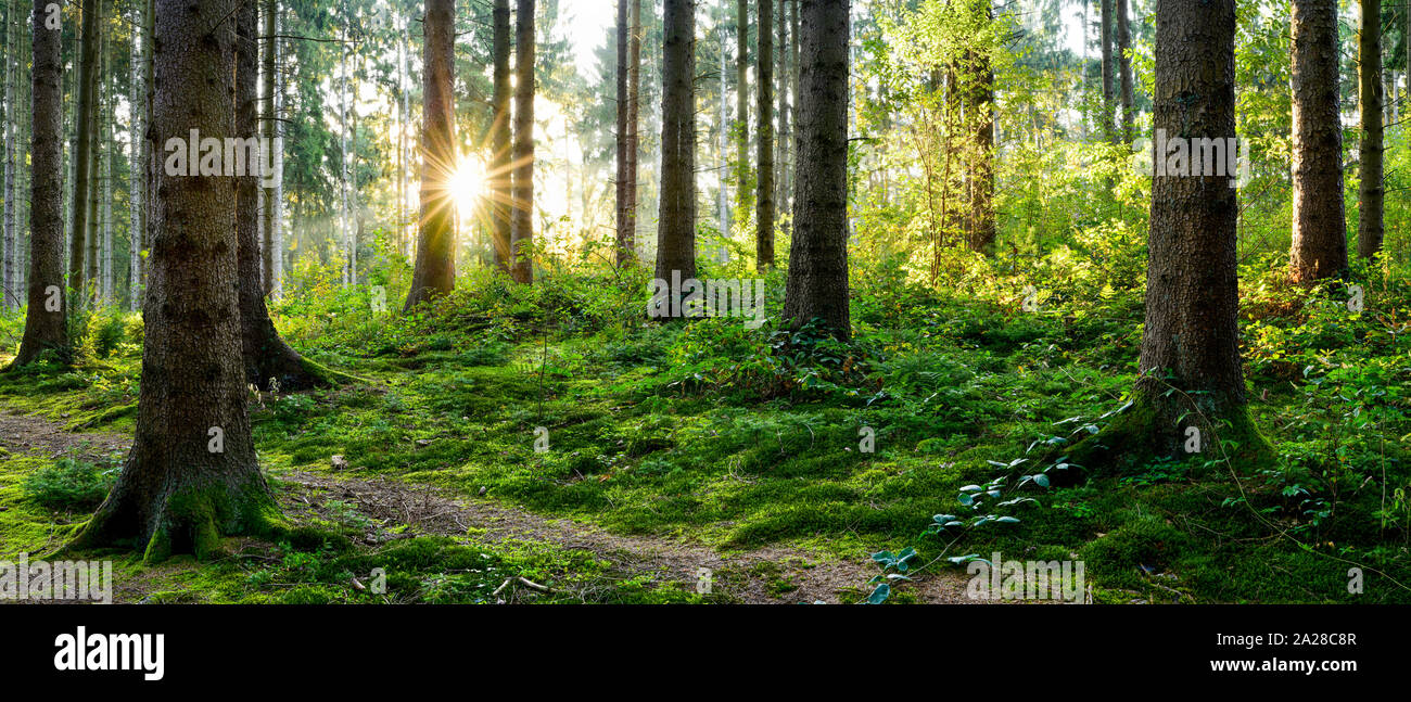 Beautiful forest in spring with the rising morning sun shining through the trees Stock Photo