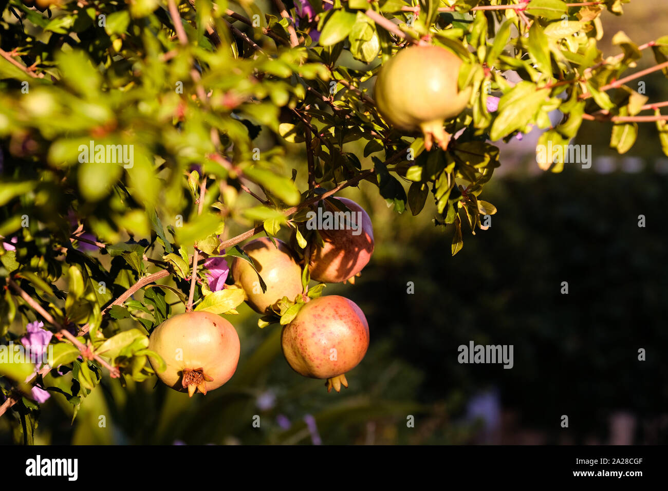 Ripe pomegranates, Punica granatum, hand from a branch on their tree. Both are drenched in early evening sunlight and look delicious Stock Photo