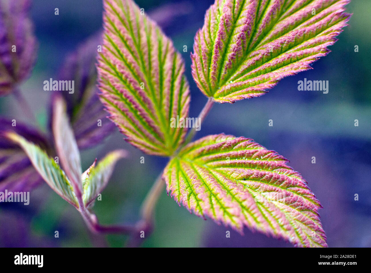 New leaves of The European dewberry Rubus caesius in closeup Stock Photo