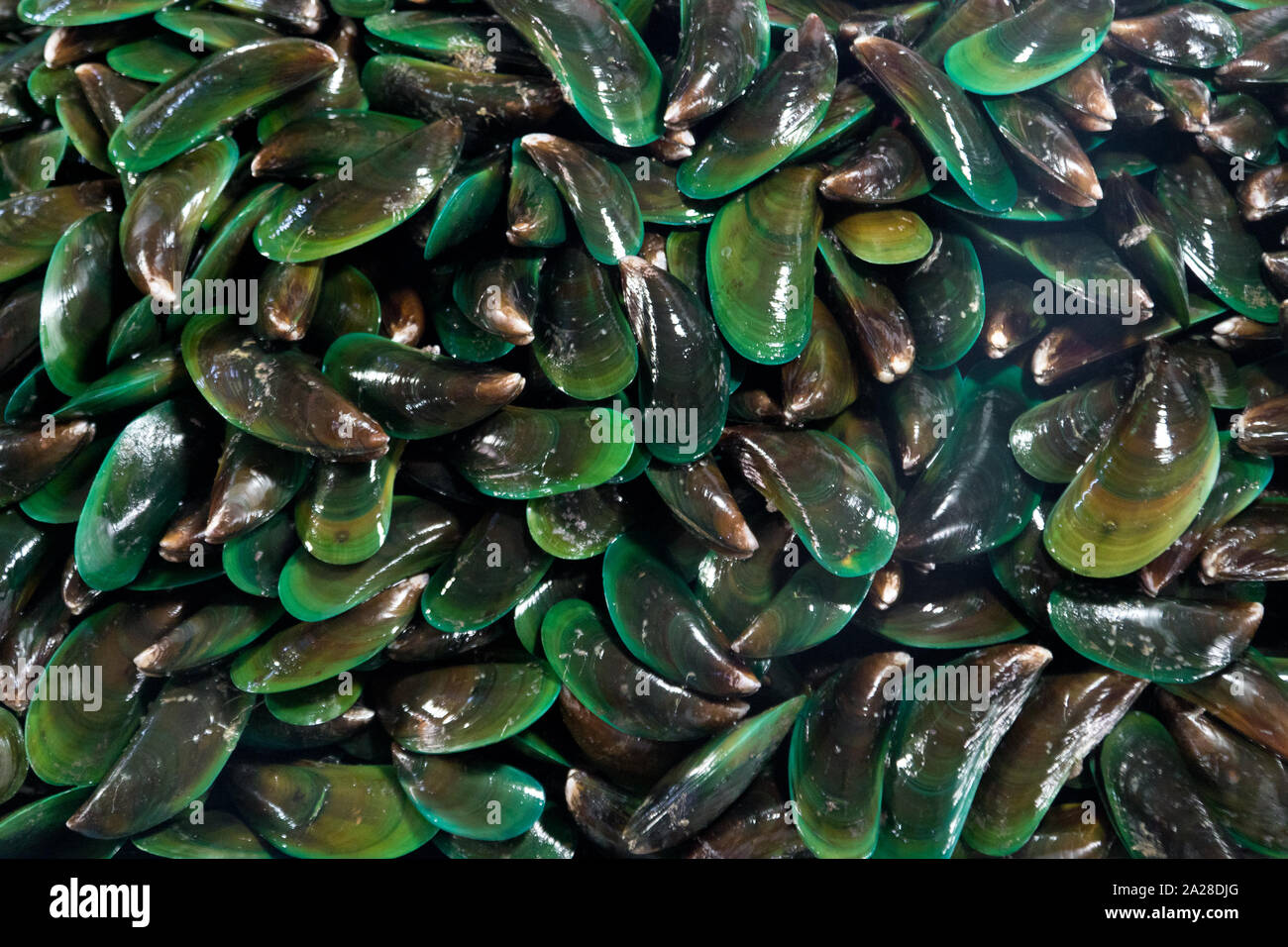 Asian green mussels hires stock photography and images Alamy