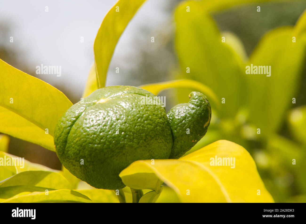 green unripe orange at tree with lateral excrescence growing at tree Stock Photo Alamy