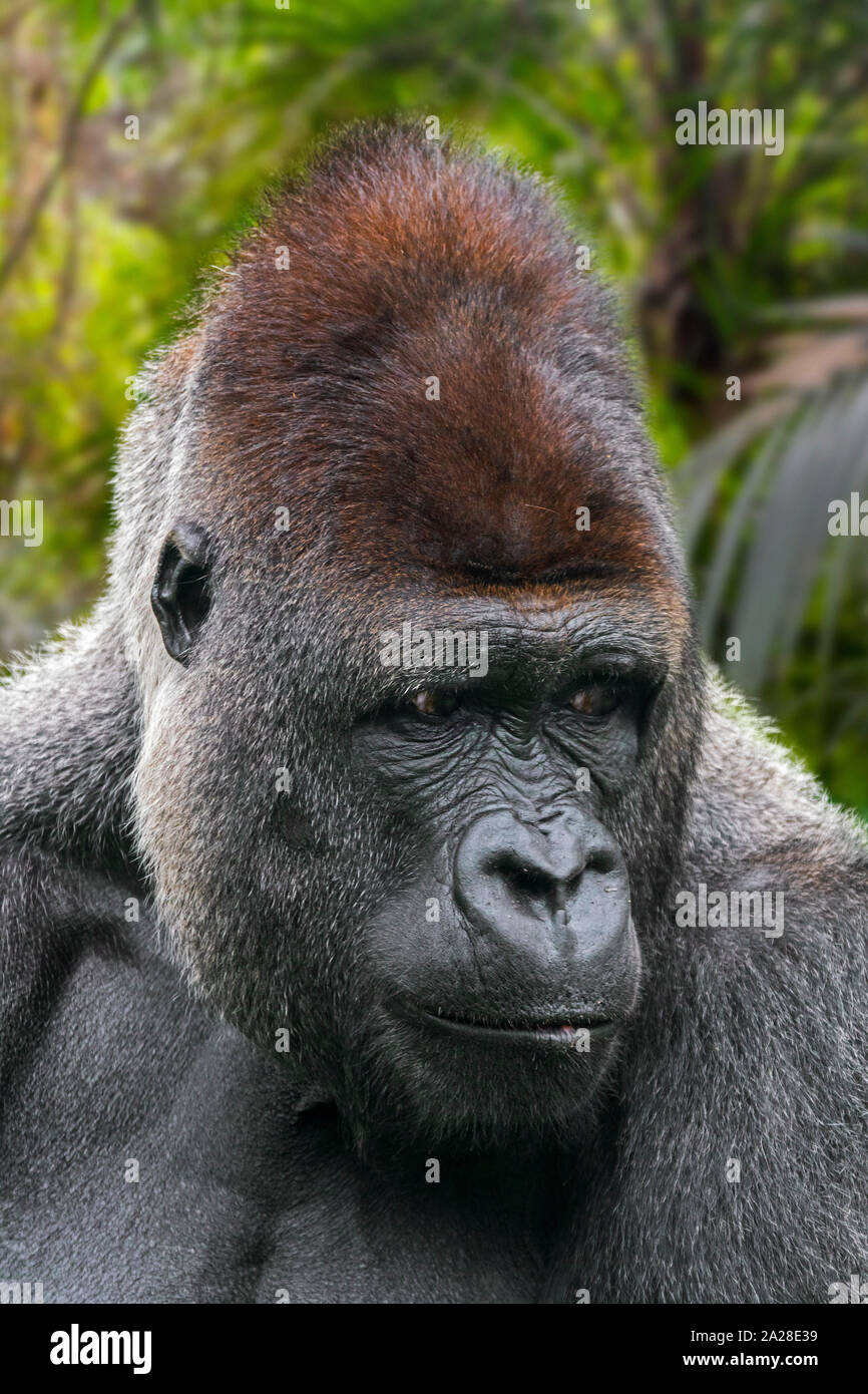 Western lowland gorilla (Gorilla gorilla gorilla) male silverback native to tropical rain forest in Central Africa Stock Photo