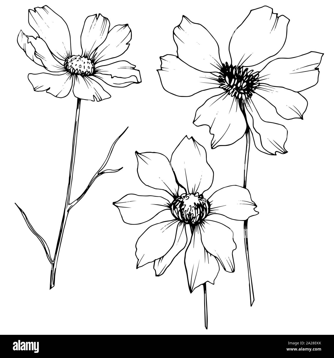 Vector Cosmos floral botanical flowers. Black and white engraved ink ...
