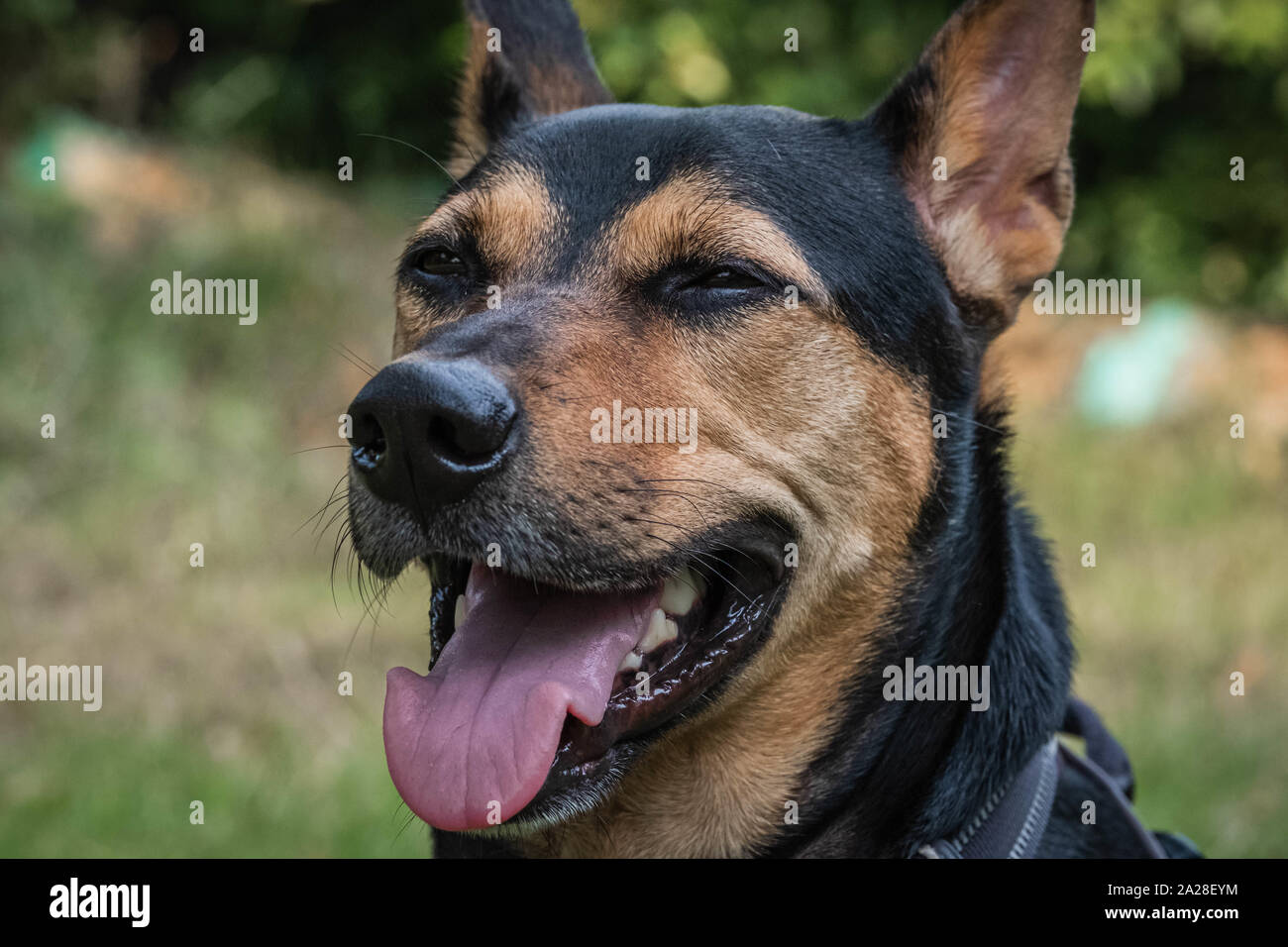 Stray mongrel rescued thai dog resting tired and eating grass after play in garden Stock Photo