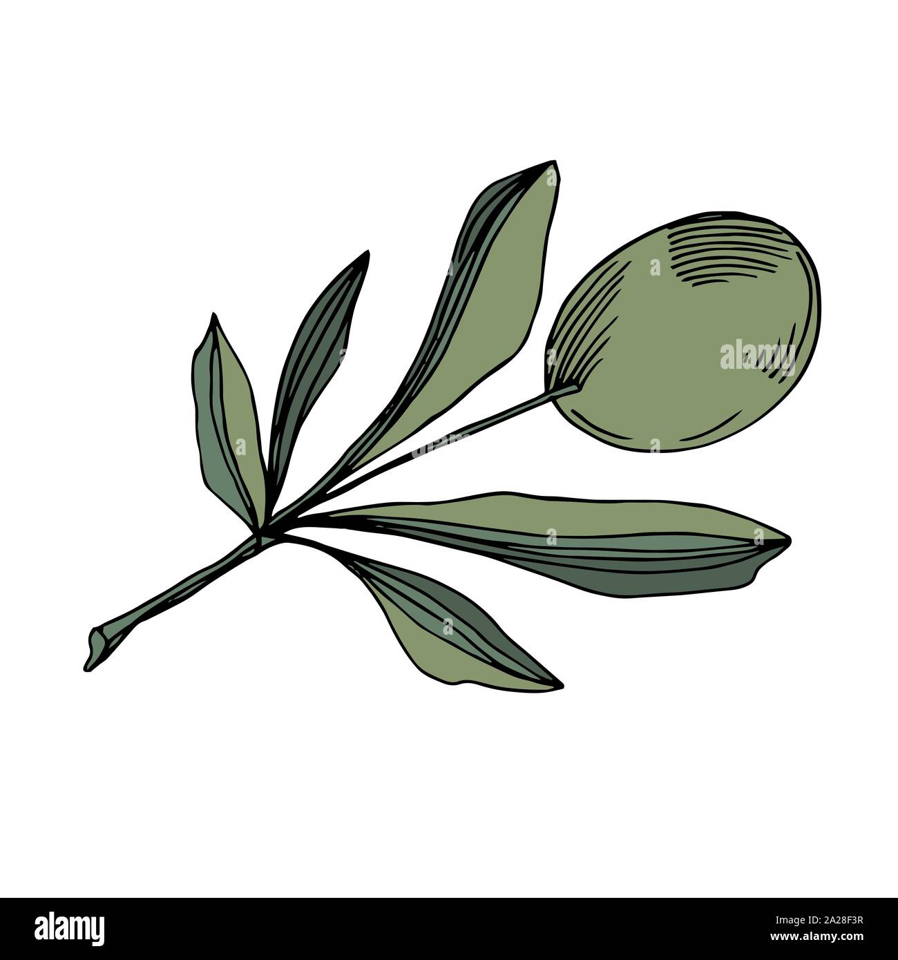 Vector Olive branch with fruit. Black and white engraved ink art ...
