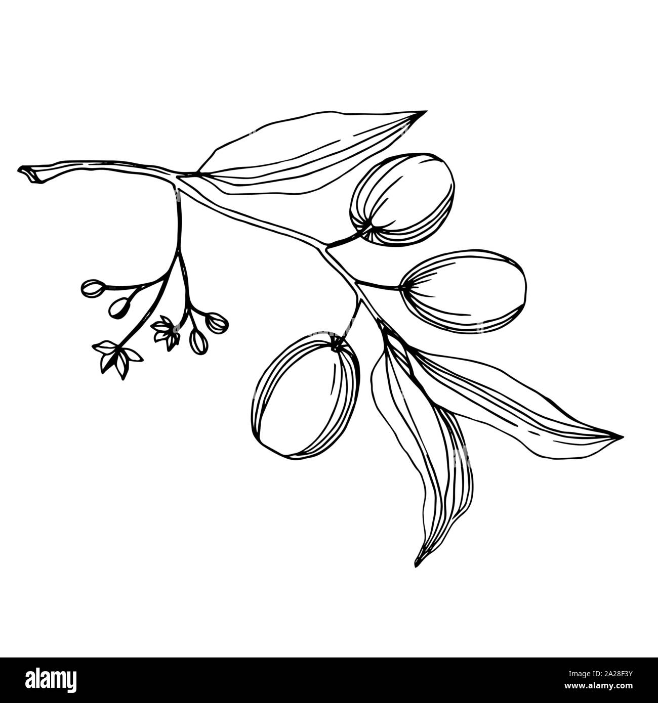 Vector Olive branch with fruit. Black and white engraved ink art ...