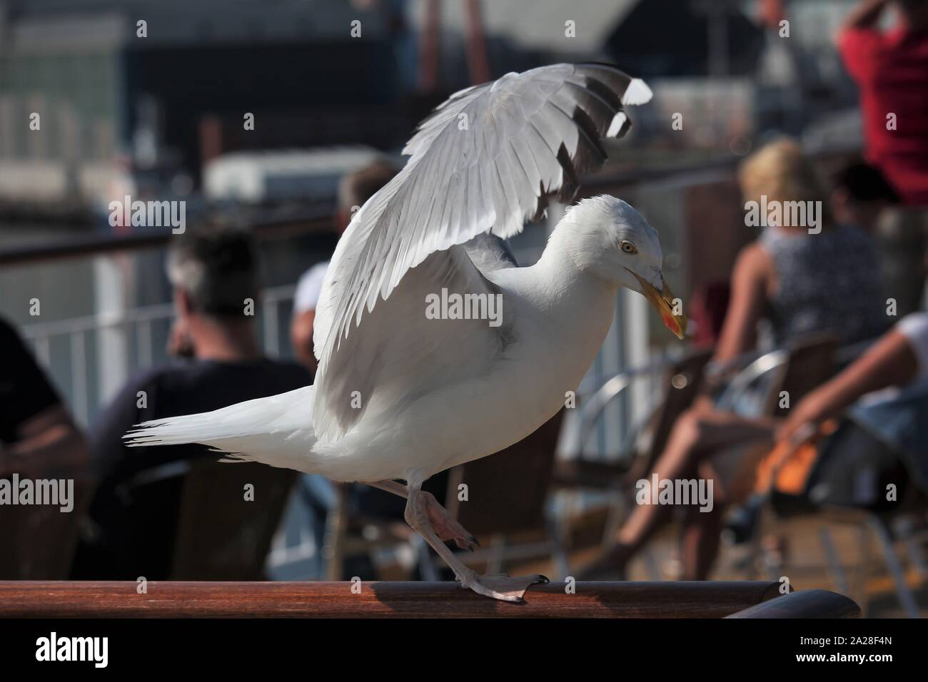 Herring Gull (Larus argentatus) landing on a passenger ship at Kiel, Germany Stock Photo
