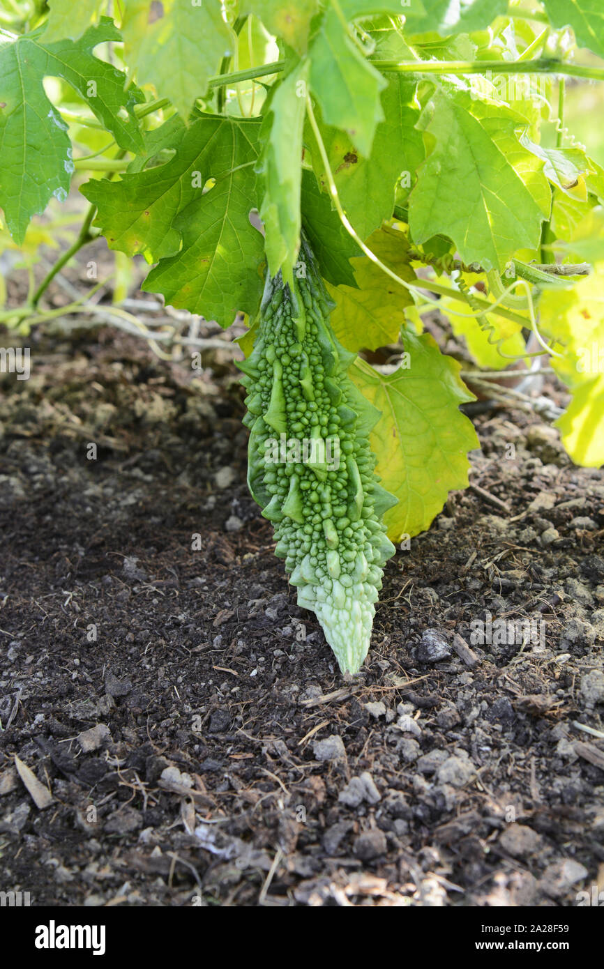 Balsam pear bitter melon hangs among green foliage of a leafy vine