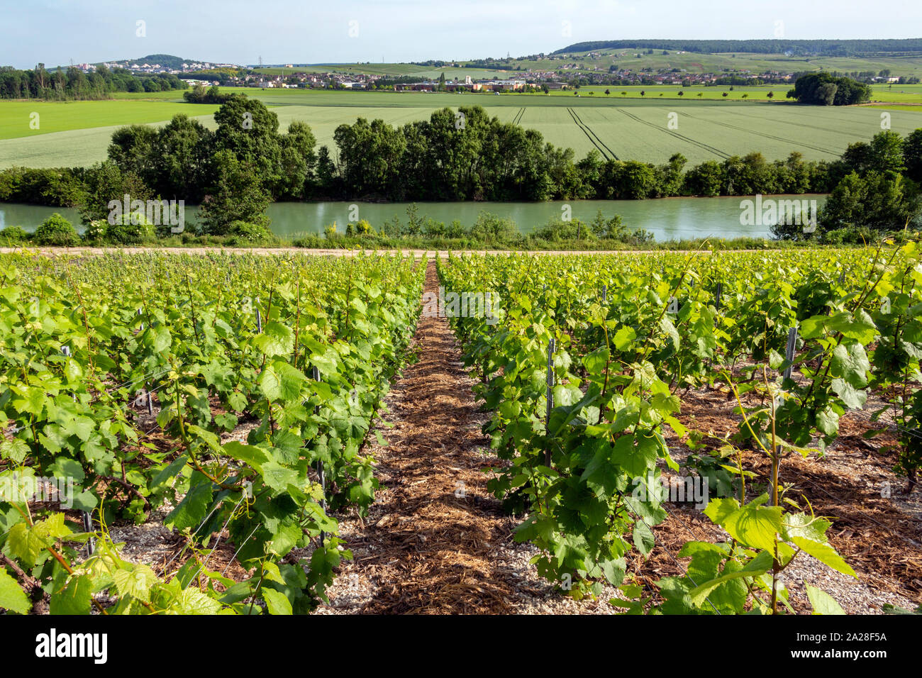 Vineyards and the River Marne at Hautvillers near Epernay (in background), south of Reims in northern France. Epernay is best known as the principal ' Stock Photo