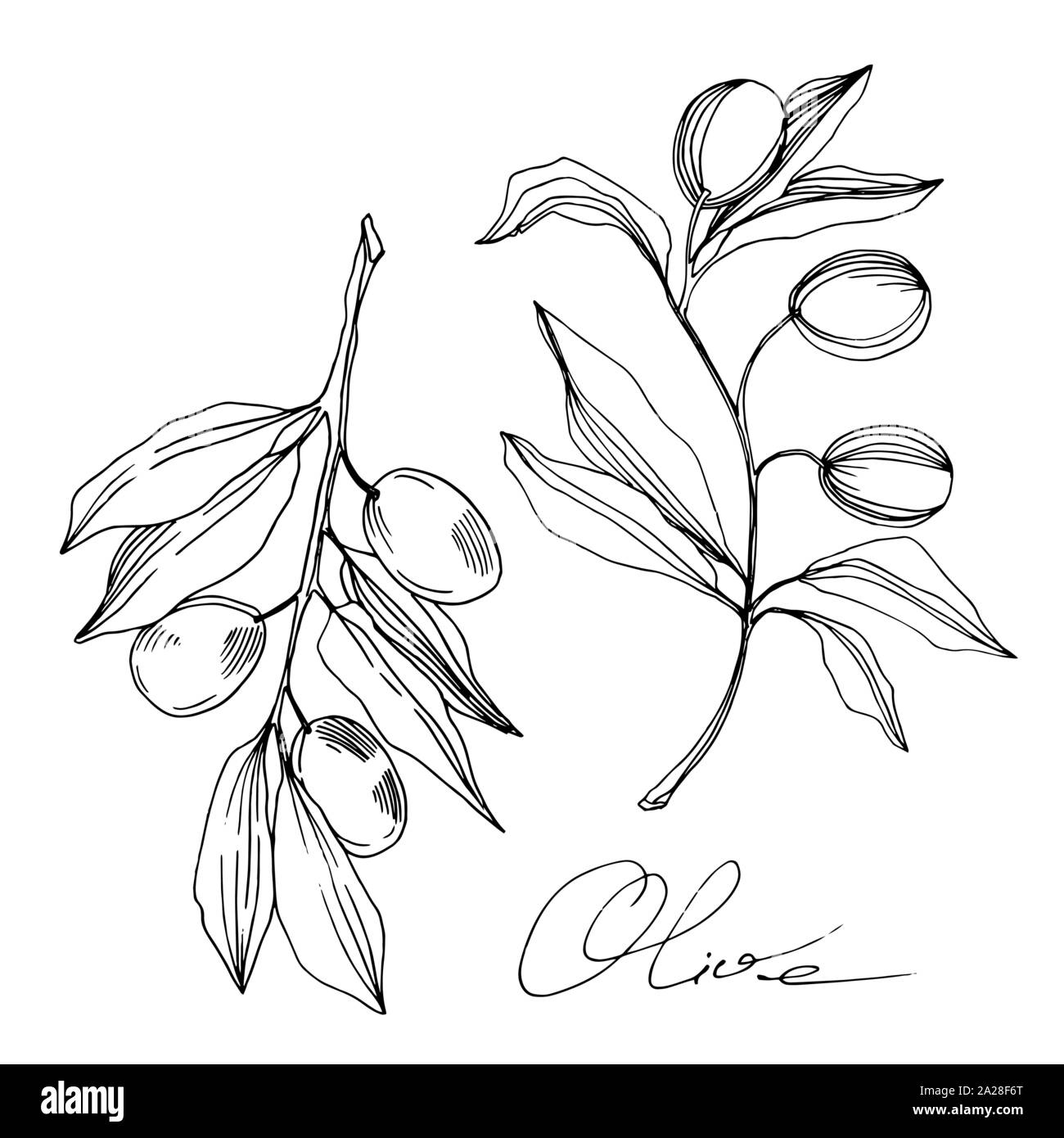 Vector Olive branch with fruit. Black and white engraved ink art ...