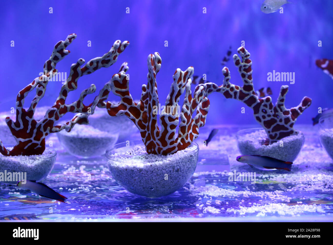 view of some strange coral in marine aquarium Stock Photo