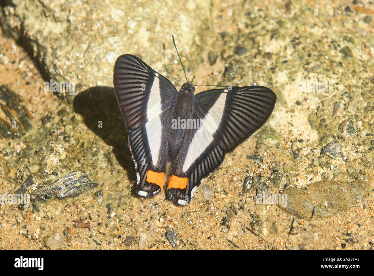 Neurodes Metalmark butterfly, Podocarpus National Park, Zamora, Ecuador Stock Photo