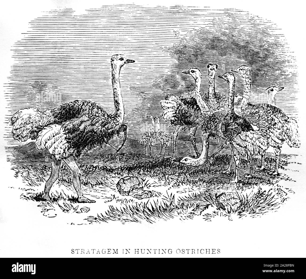 An illustration of a disguised Bushman hunting ostrich in South Africa scanned at high resolution from a book by Robert Moffat  printed in 1842. Stock Photo