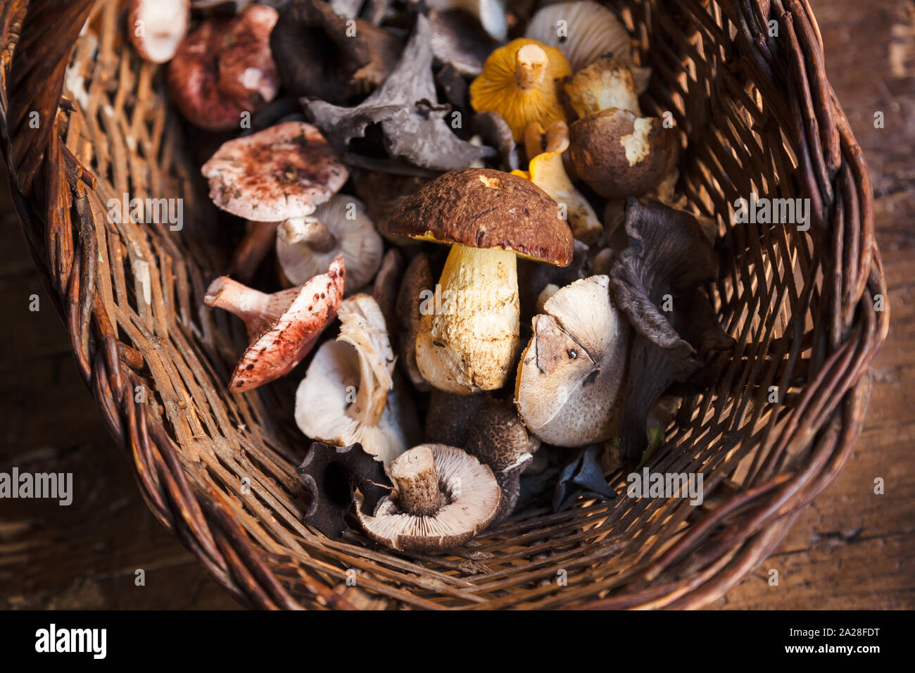 Closeup of a mix of fresh picked mushrooms in a rustic wicker on a wooden table Stock Photo