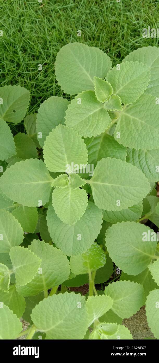 Ajwain Plant Leaves
