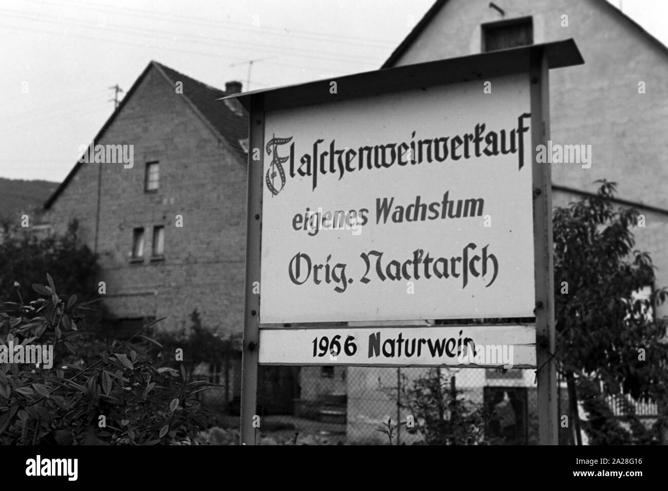 Hinweis auf den Wein Verkaufsschlager 'Kröver Nacktarsch' in Kröv an der Mosel, Deutschland 1968. Sign for the wine bestseller 'Kroever Nacktarsch' at Kroev on river Moselle, Germany 1968. Stock Photo
