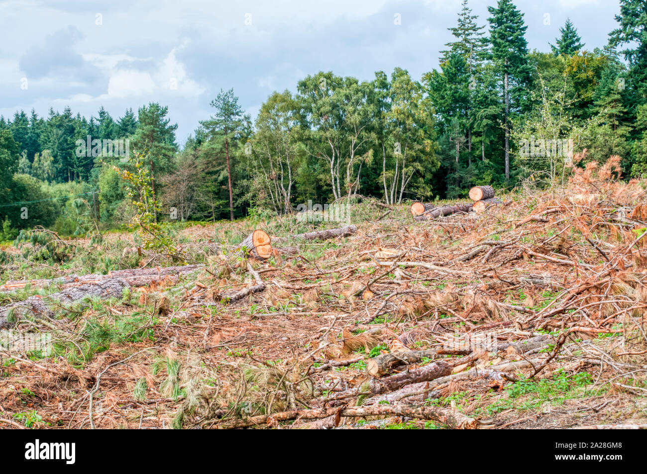 Softwood forest hi-res stock photography and images - Alamy