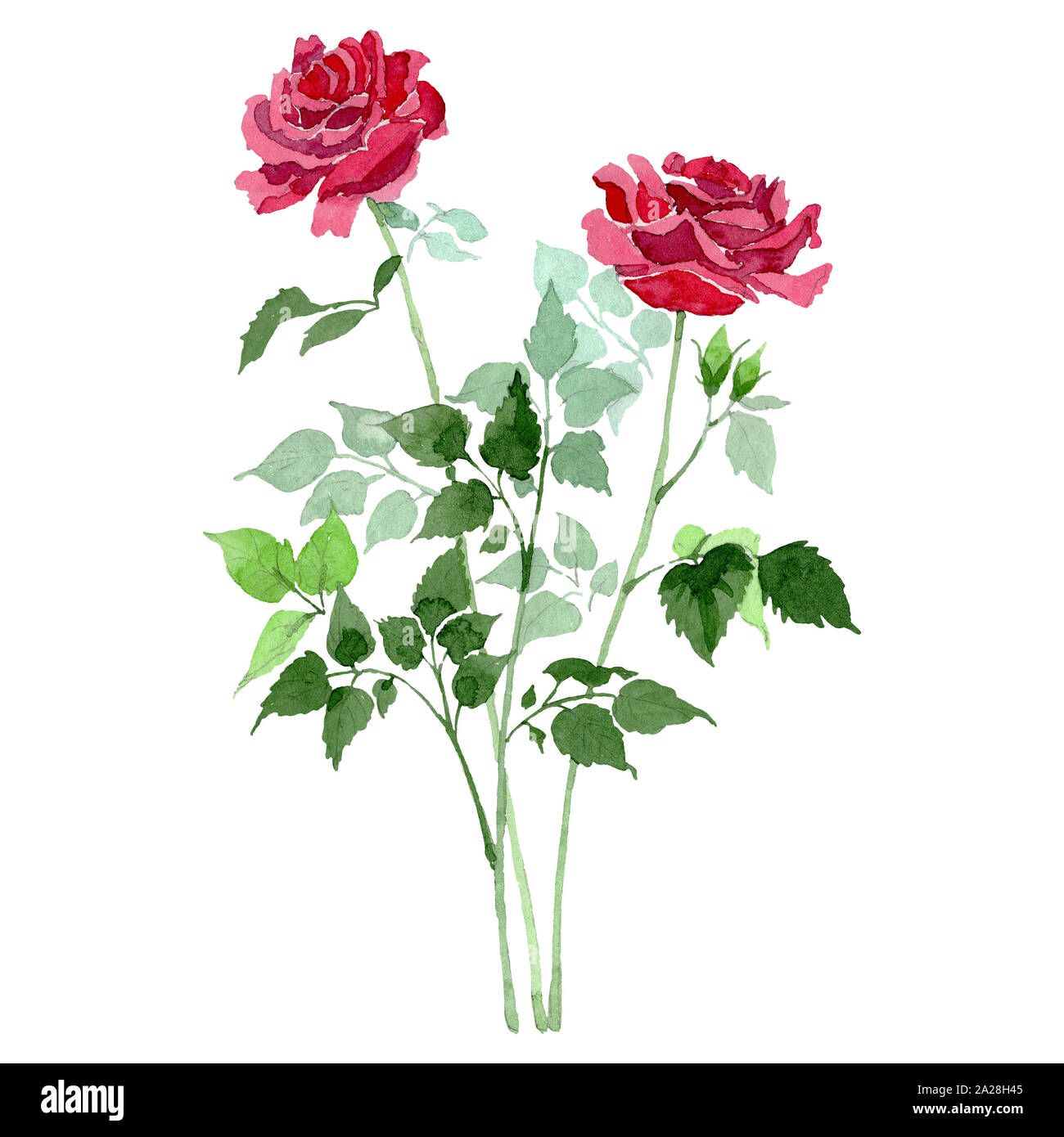 Bush of red roses floral botanical flowers. Watercolor background set ...