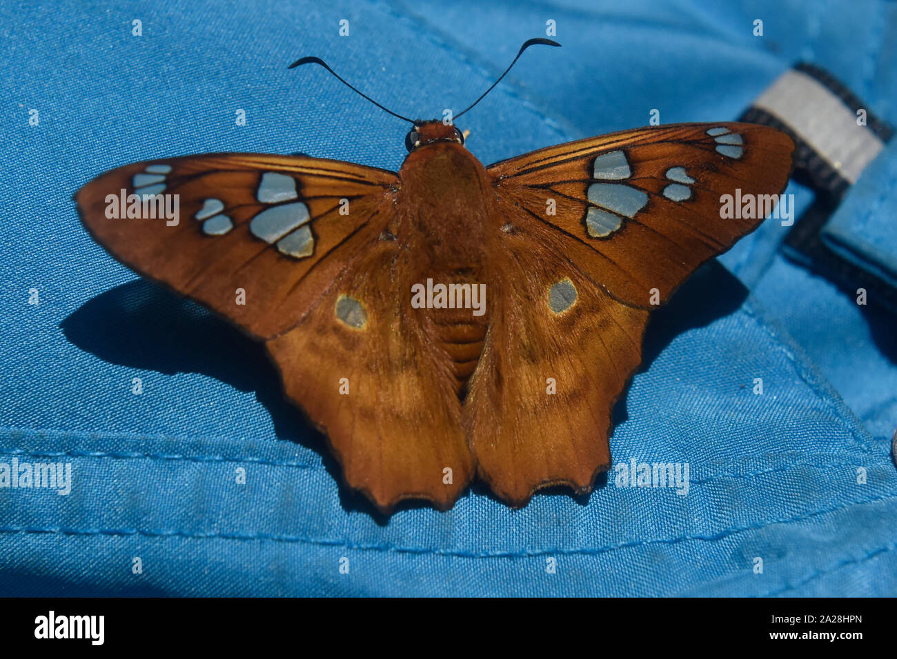 Beautiful butterfly, Podocarpus National Park, Zamora, Ecuador Stock Photo