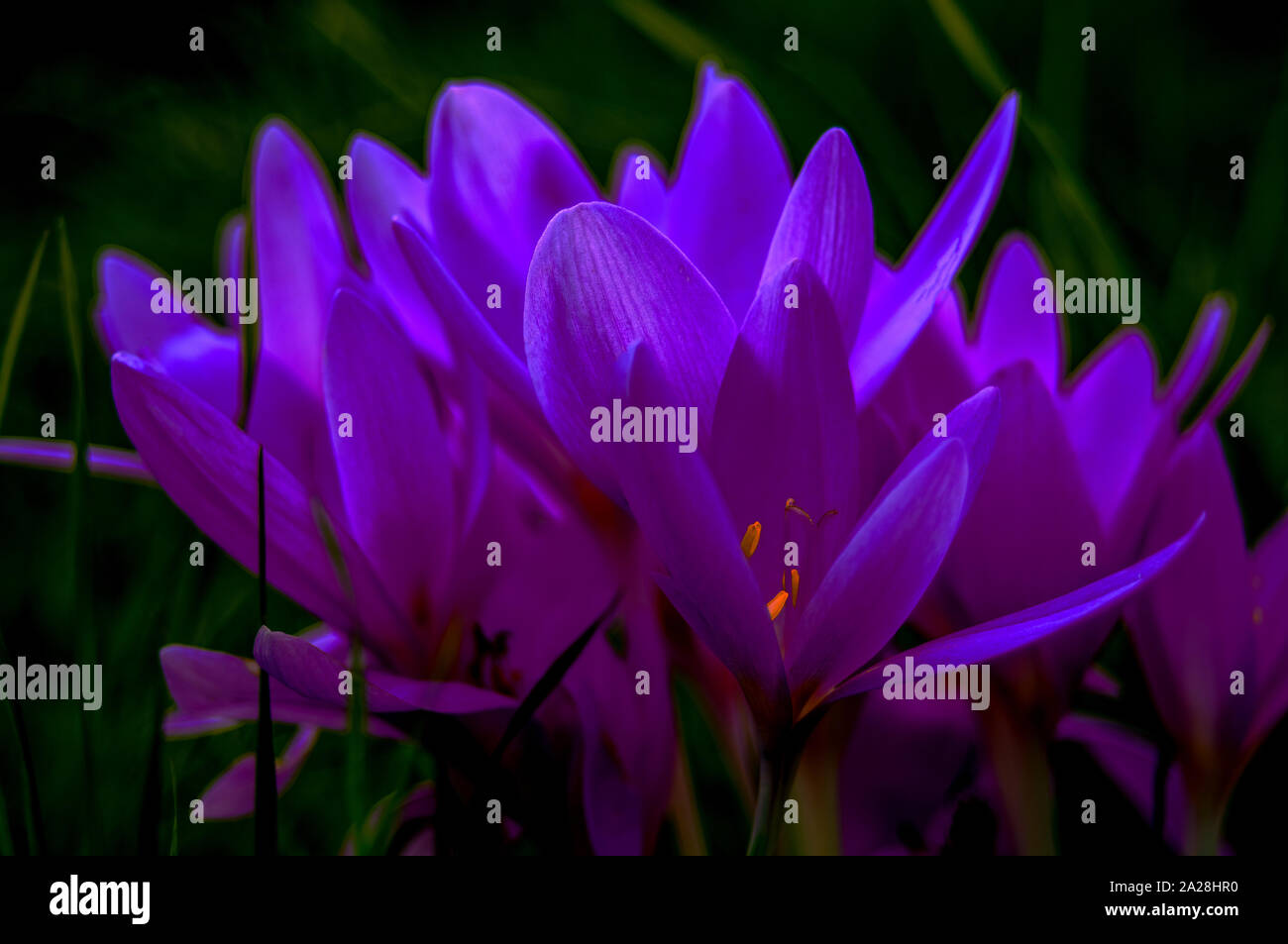 Suffon Krokus foto hi-res stock photography and images - Alamy