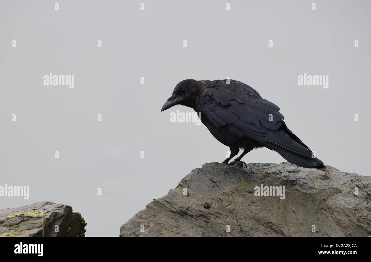 A northwestern crow (Corvus caurinus) checks out the beach for food. Quadra Island, British Columbia, Canada. Stock Photo