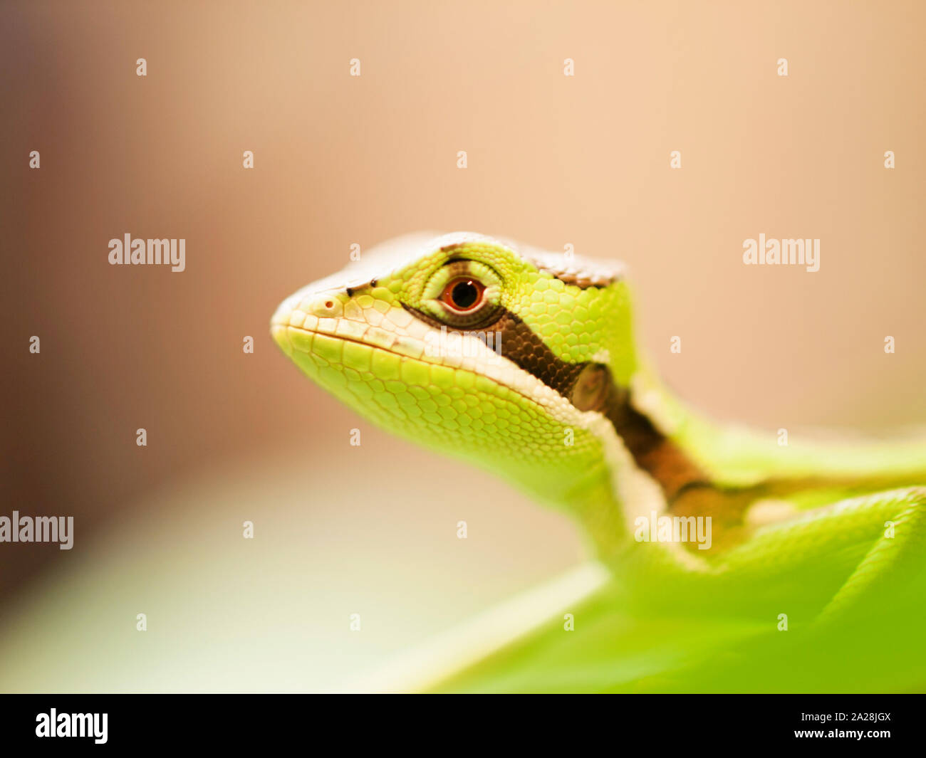 Portrait of Serated Caquehesd Iguana lizard - Laemanctus serratus Stock Photo