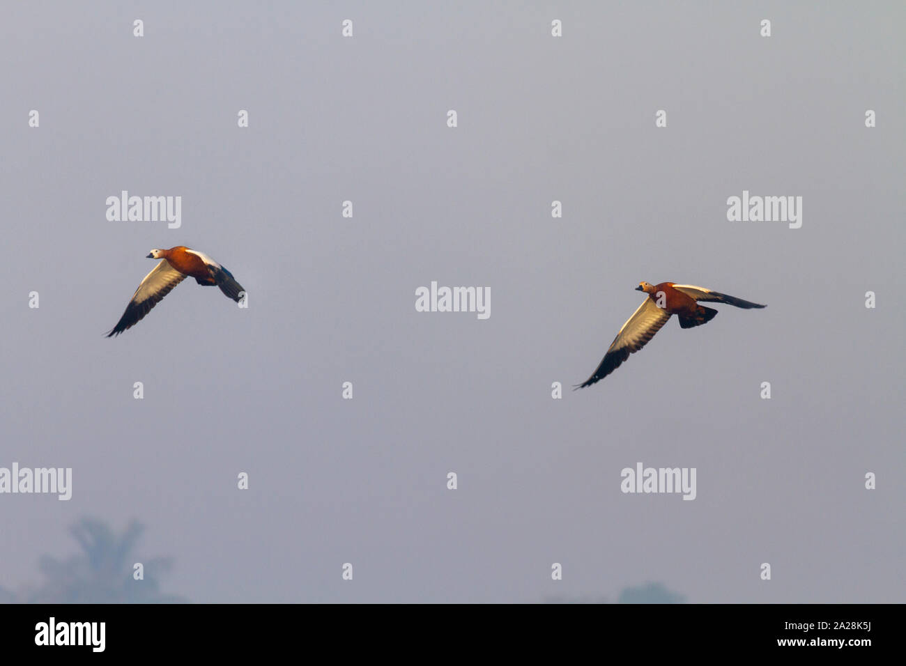 Birds of maharashtra hi-res stock photography and images - Alamy
