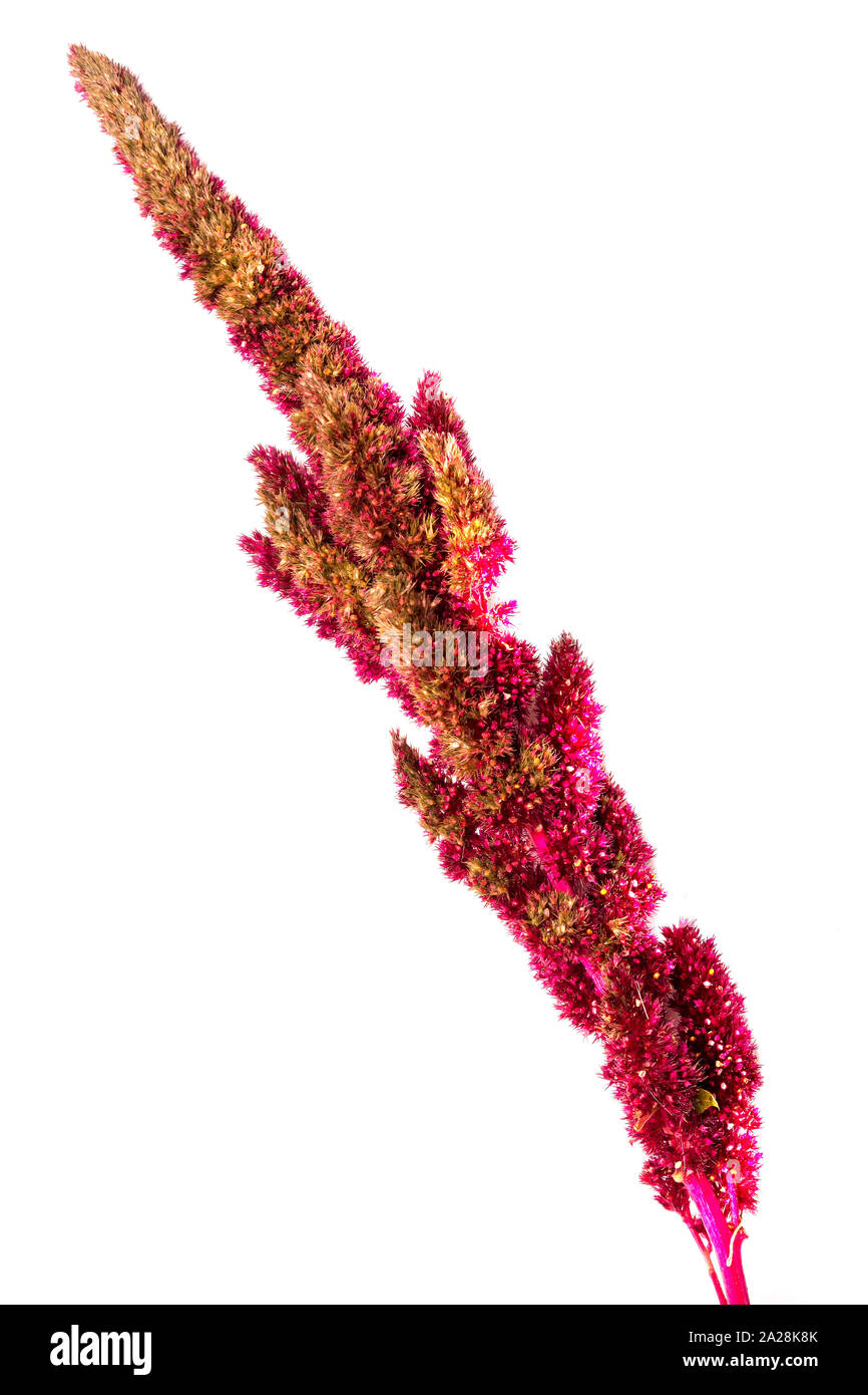 Red amaranth (Amaranthus cruentus). Amaranth plant  isolated on white background Stock Photo