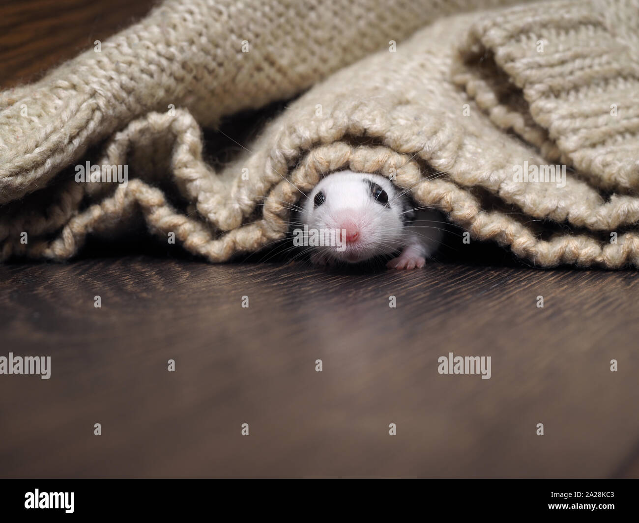 A white rat crawls out from under the blanket. Rodent in the house