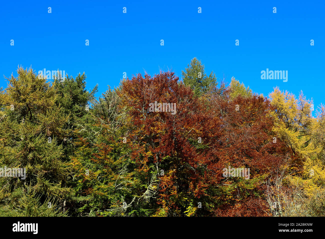 Assorted woods hi-res stock photography and images - Alamy