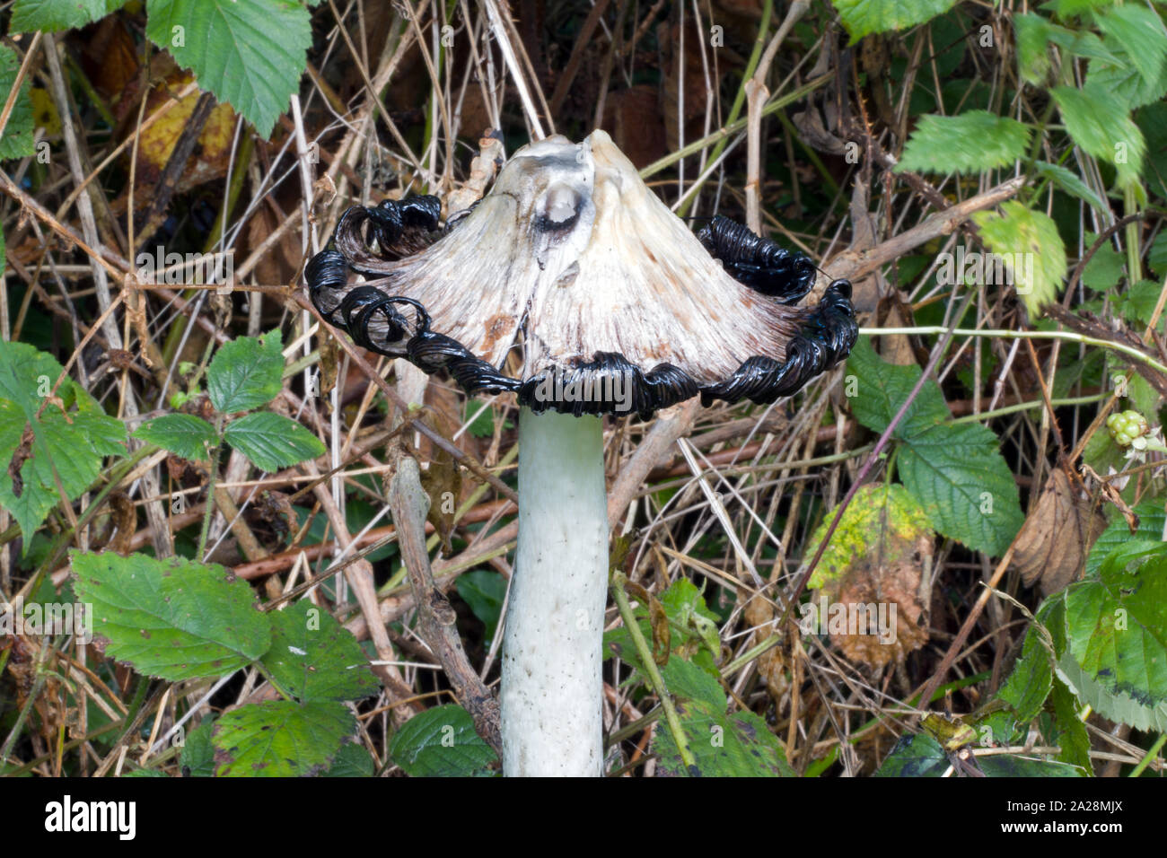 Coprinus comatus (shaggy ink cap) is a common fungus often found in meadows, woods and roadside verges. It secretes black liquid filled with spores. Stock Photo