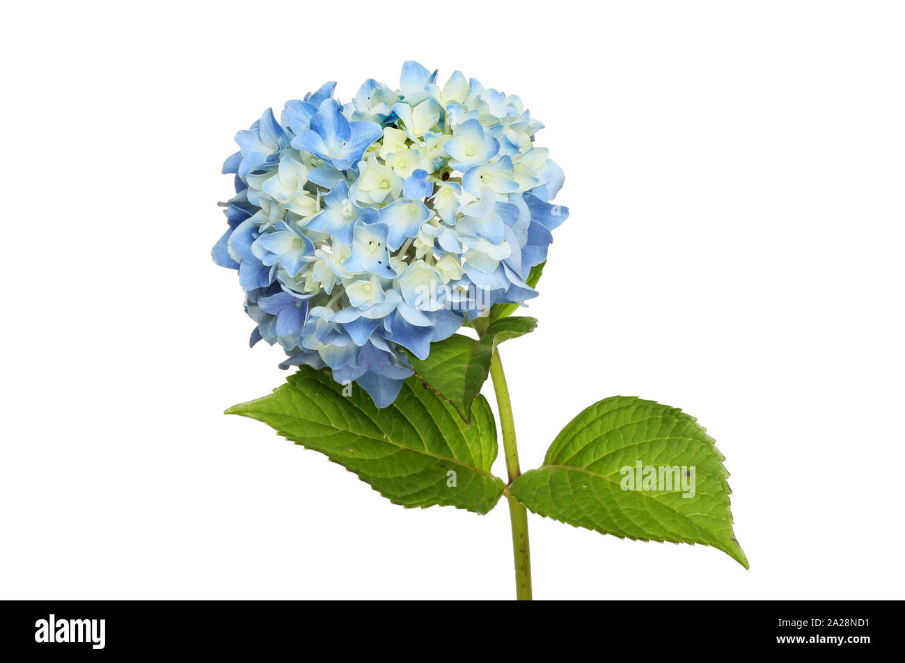 Pastel blue mophead hydrangea flower and foliage isolated against white Stock Photo
