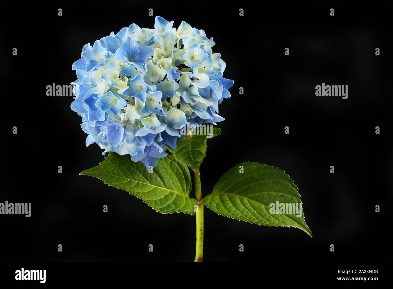 Pastel blue mophead hydrangea flower and foliage isolated against black Stock Photo