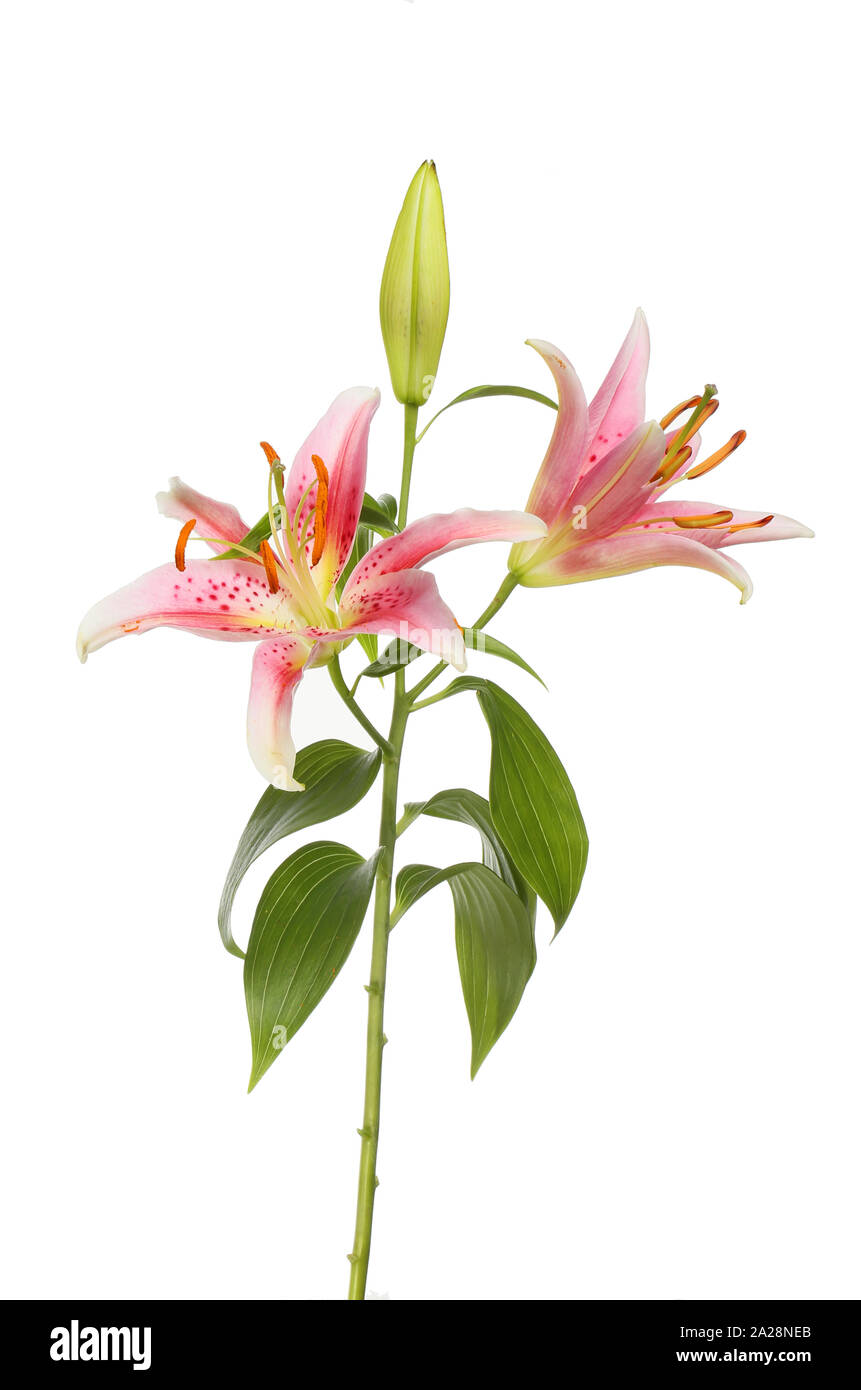 large indoor artificial plants Artificial Palm Tree - 62.75" | Large, Potted