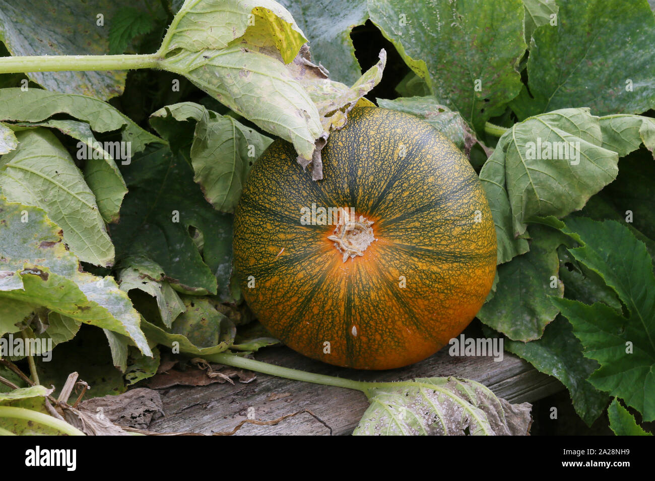Pumpkin ripening in a vegetable bed Stock Photo - Alamy