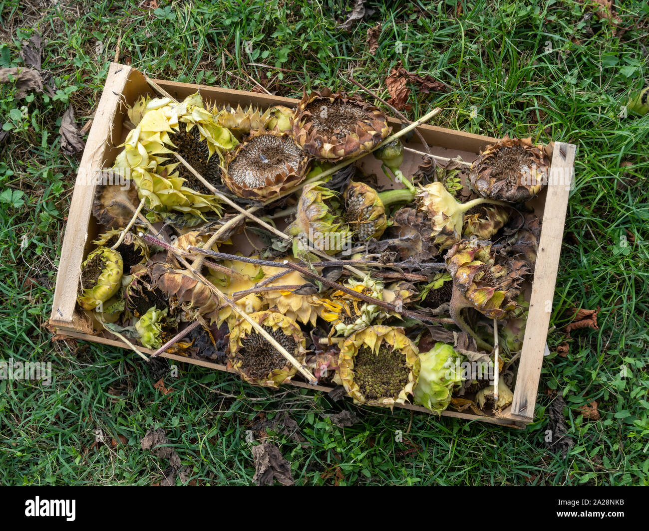 Withered sunflowers, drying seed for winter garden bird food. Stock Photo