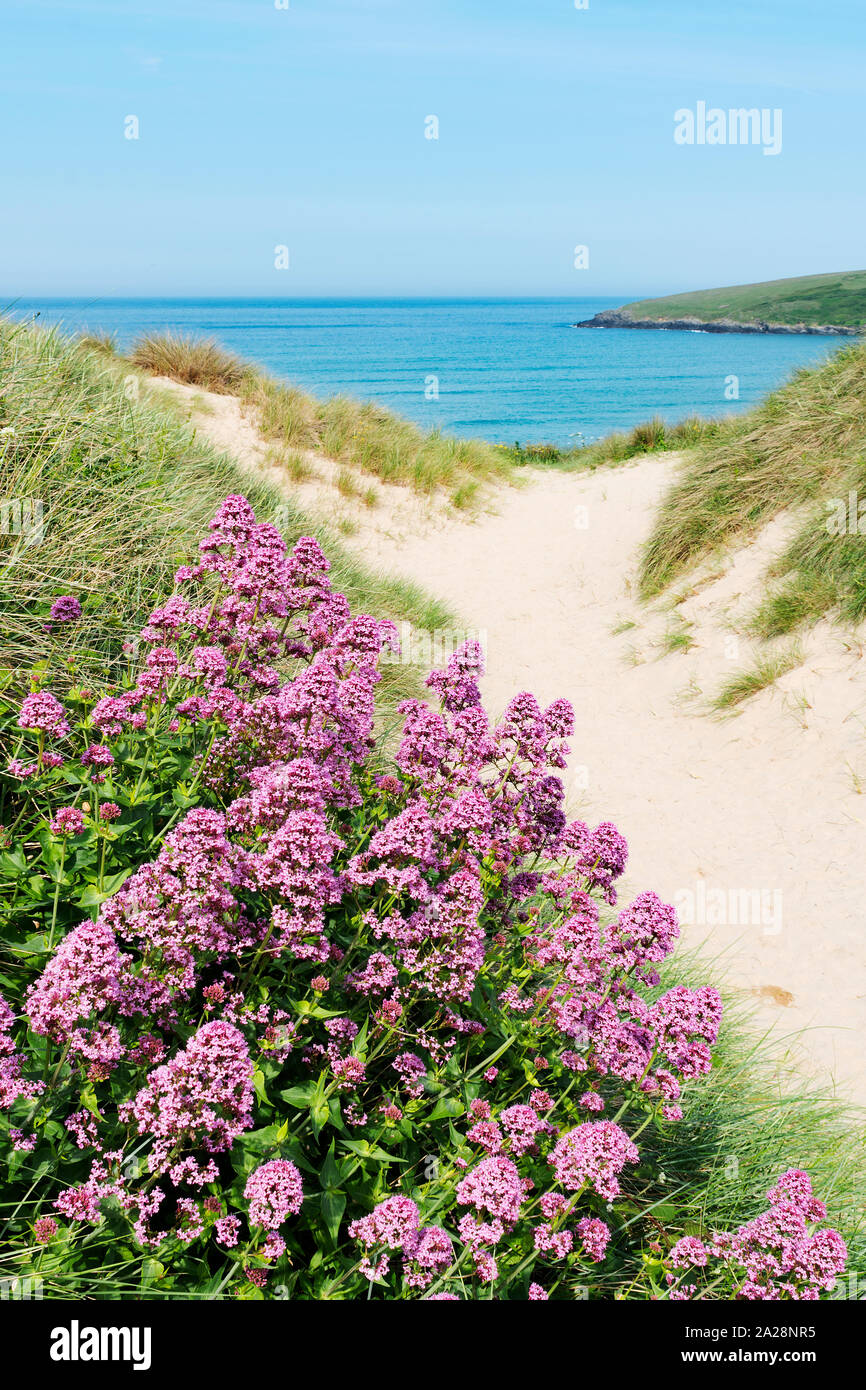 spur valerian growing in the sand dunes at crantock beach, cornwall, england, britain, uk. Stock Photo
