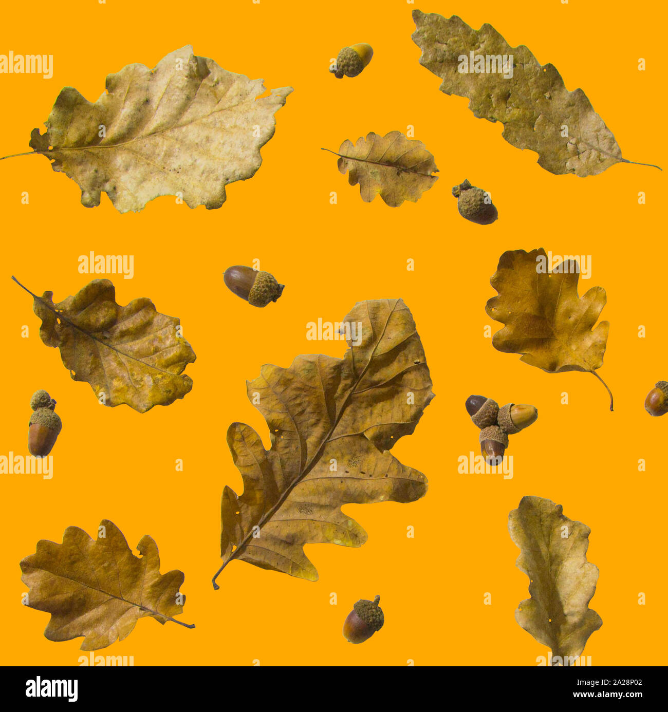 Watercolor oak leaves orange hi-res stock photography and images - Alamy